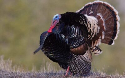 Turkey Hunting in California: A Thrilling Outdoor Adventure
