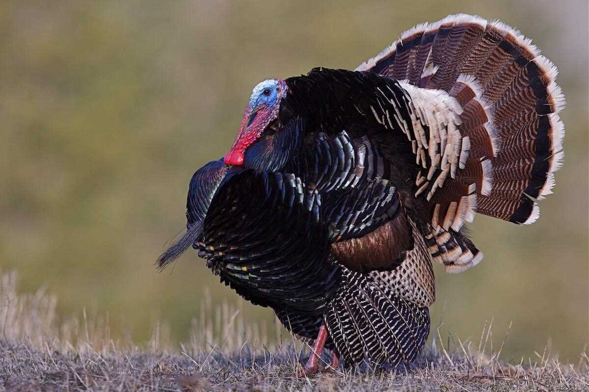 turkey hunting in california