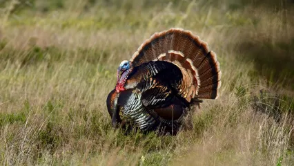 turkey hunting in california